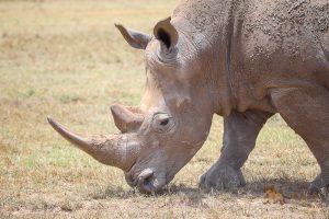 KENYA FINEST PHOTOGRAPHY SAFARI