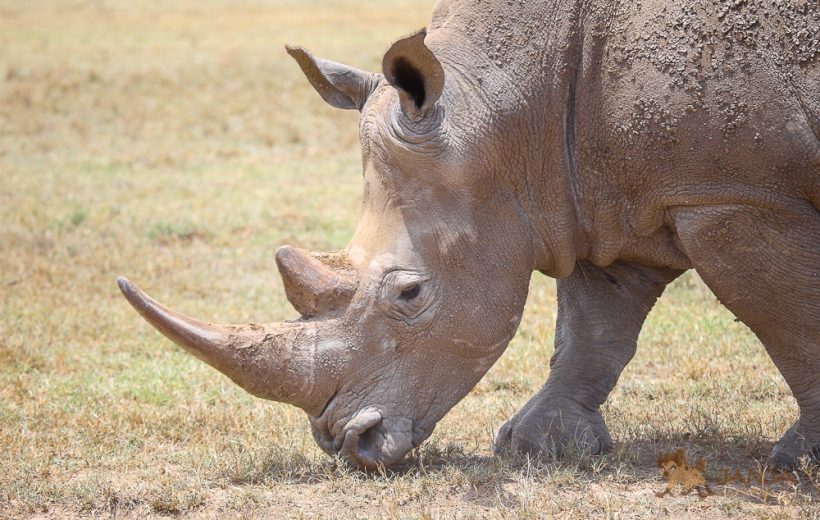 KENYA FINEST PHOTOGRAPHY SAFARI