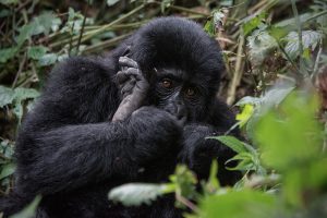 Gorilla Trekking in Rwanda and Uganda