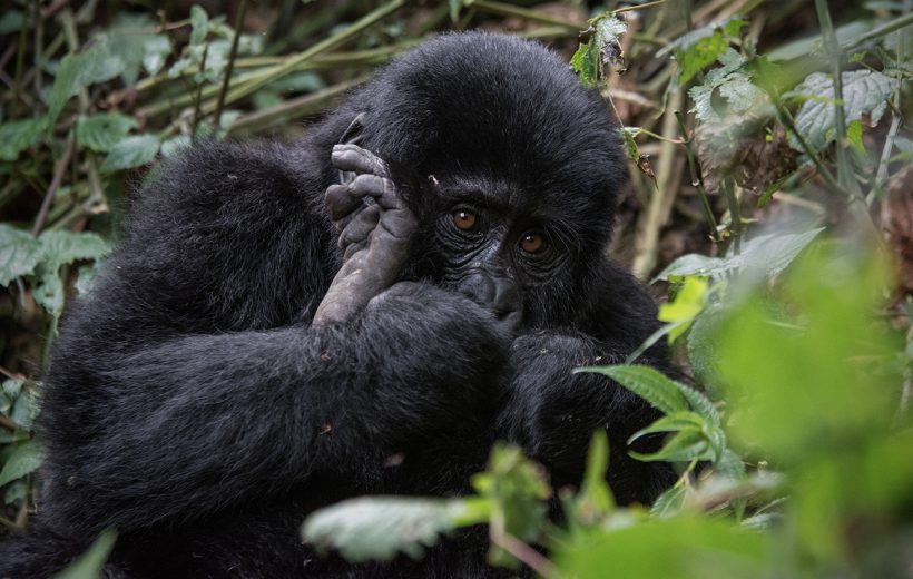 Gorilla Trekking in Rwanda and Uganda