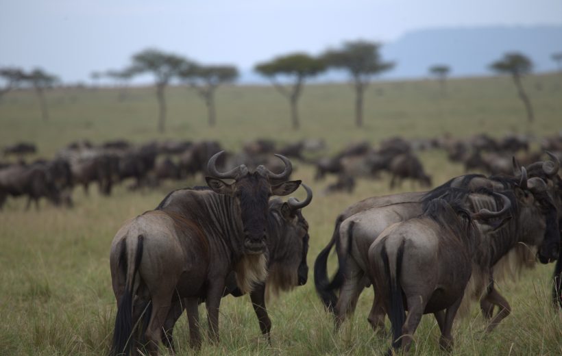 THE MARA TRIANGLE – THREE NIGHTS, FOUR DAYS EXPERIENCE