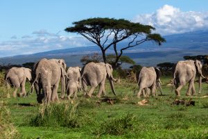 THE ELEPHANTS PHOTOGRAPHY LUXURY SAFARI
