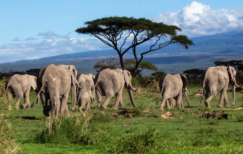 THE ELEPHANTS PHOTOGRAPHY LUXURY SAFARI
