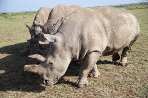 LAIKIPIA AND MAASAI MARA EXPERIENCE