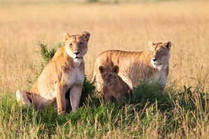 Three day Masai Mara Midrange Safari