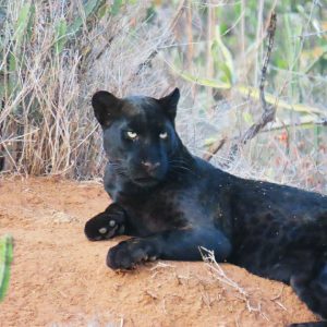 The Black Panther Hunt Photography Safari