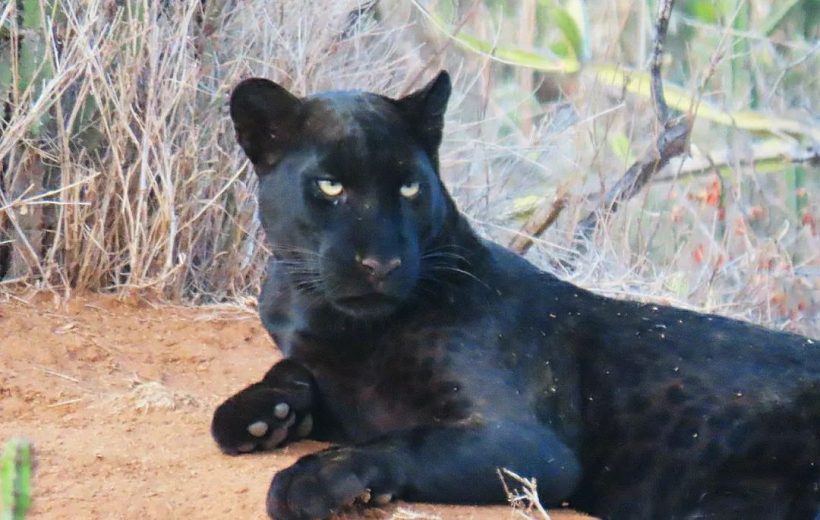 The Black Panther Hunt Photography Safari
