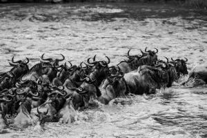 The Great Migration Special Safari